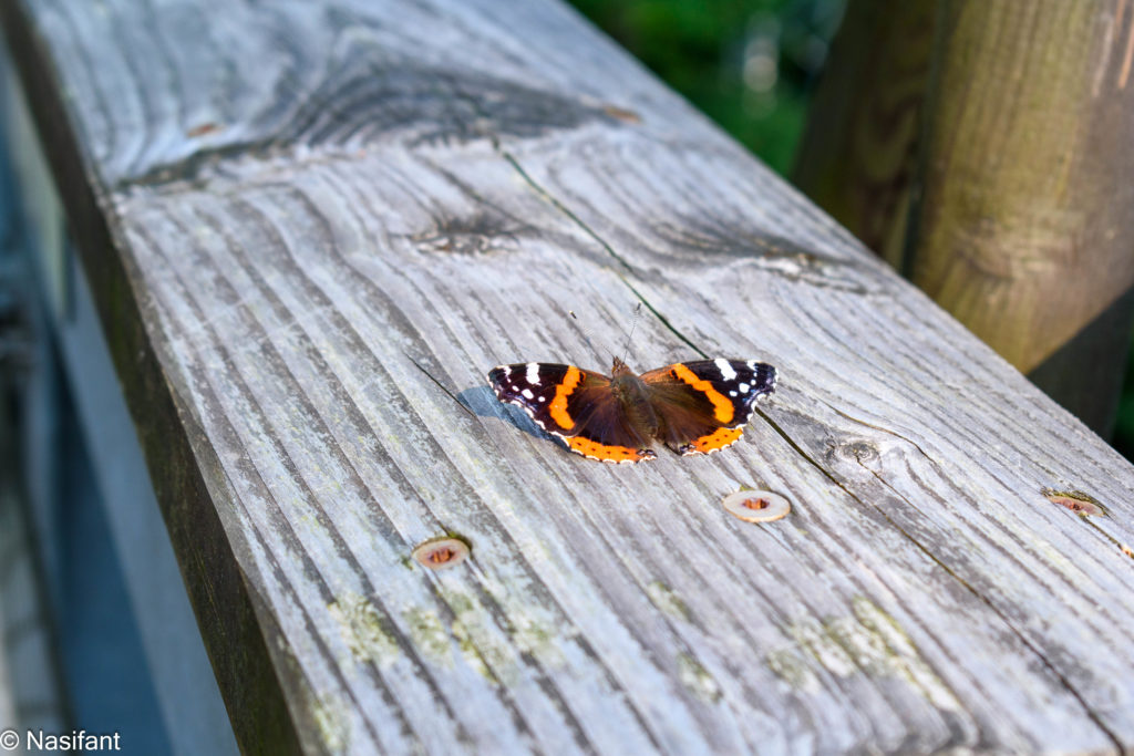 Ein Schmetterling, Admiral, auf einem verwittertem Holzgeländer in Nahaufnahme.